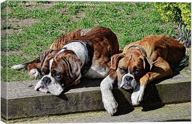 Pair of Boxers Canvas Print by Chris Thaxter