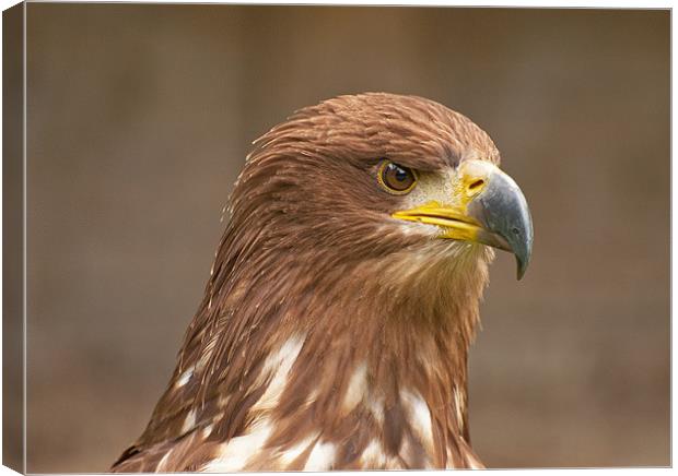 Majestic Golden Eagle Surveying its Domain Canvas Print by Chris Thaxter