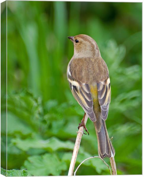 Female Chaffinch Canvas Print by Chris Thaxter