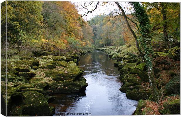 The Strid at Bolton Abbey Canvas Print by Mark Hobson
