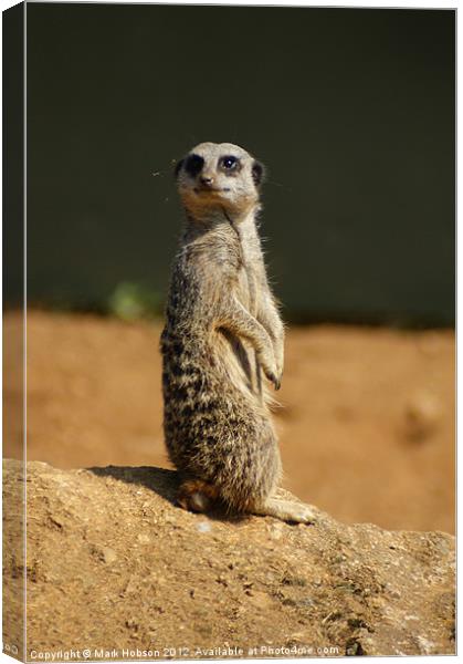 Simples Canvas Print by Mark Hobson