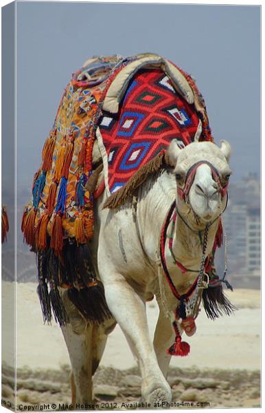 Eygptian Camel Canvas Print by Mark Hobson