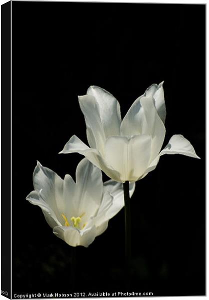 White Lilly Canvas Print by Mark Hobson