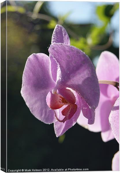 The Orchid Canvas Print by Mark Hobson