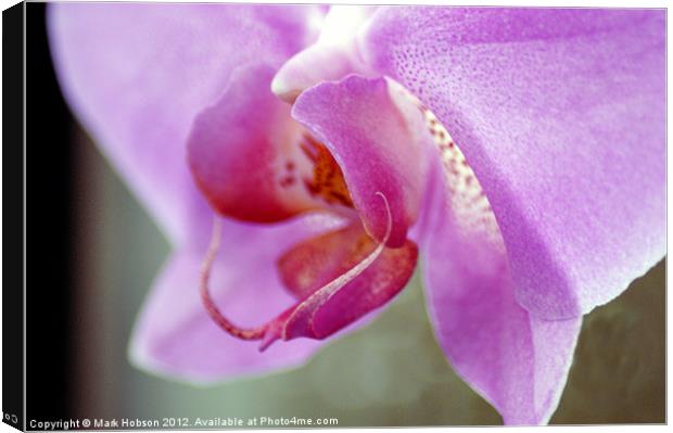 Orchid Heart Canvas Print by Mark Hobson