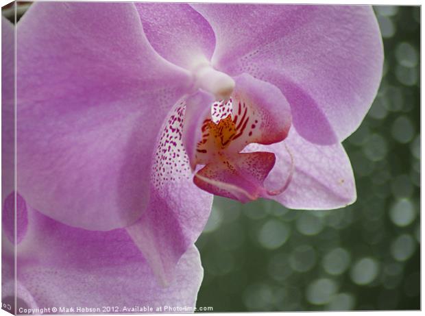 Orchid in the Rain Canvas Print by Mark Hobson