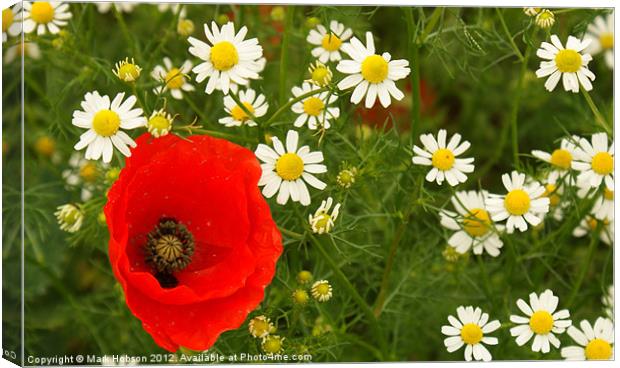 Amongst the Daisy's Canvas Print by Mark Hobson