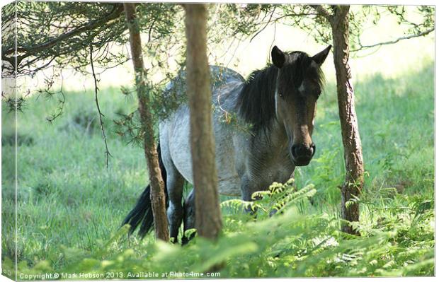 New Forest Pony Canvas Print by Mark Hobson