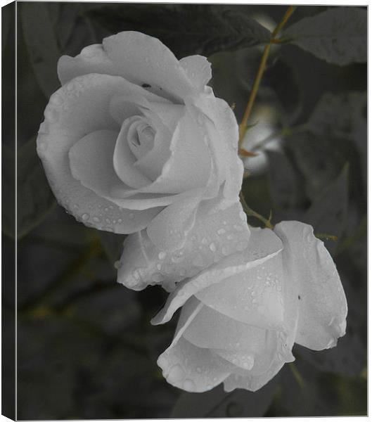 The White Rose Canvas Print by Mark Hobson