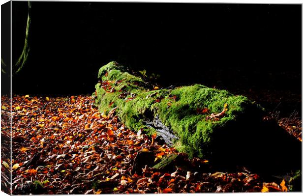 Fallen Tree Canvas Print by Mark Hobson