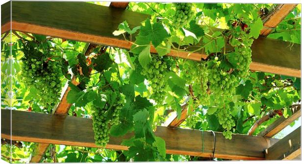 Grapes in the Sun Canvas Print by Mark Hobson