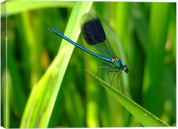 Blue Dragonfly Canvas Print by Mark Hobson