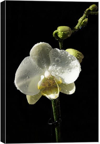 White Orchid Canvas Print by Mark Hobson