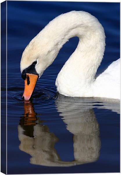 Swan reflection Canvas Print by Fiona McLellan