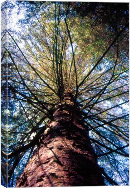 tree climb Canvas Print by Fiona McLellan