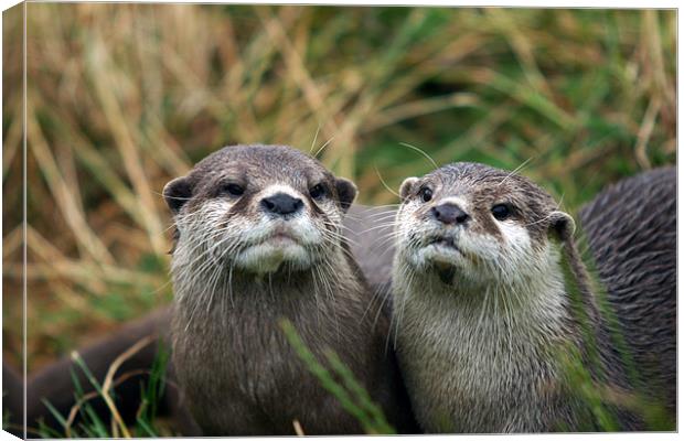 Otters Canvas Print by Fiona McLellan