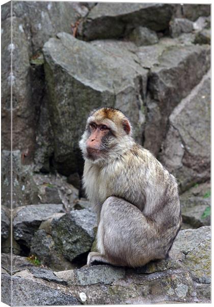 sitting monkey Canvas Print by Fiona McLellan