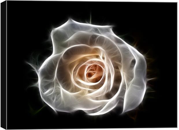 Rose of Light Canvas Print by Bel Menpes