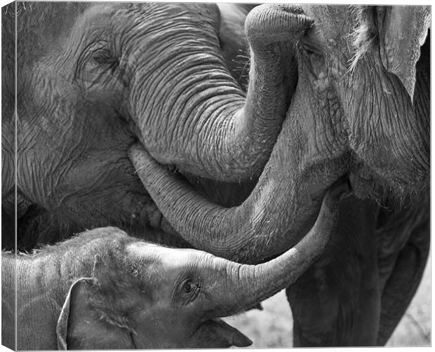 Elephants Tender Touch Canvas Print by Bel Menpes