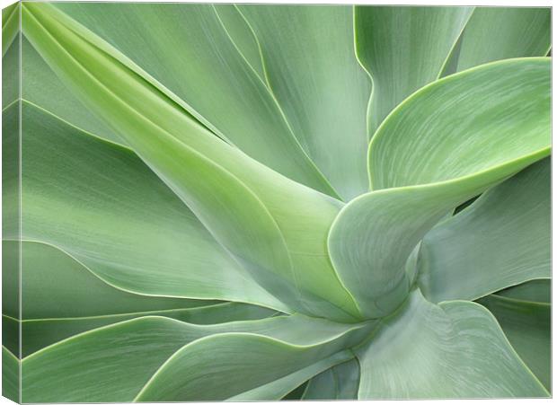 Agave Attenuata Canvas Print by Bel Menpes