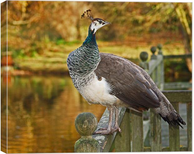 Peahen in Autumn Canvas Print by Bel Menpes