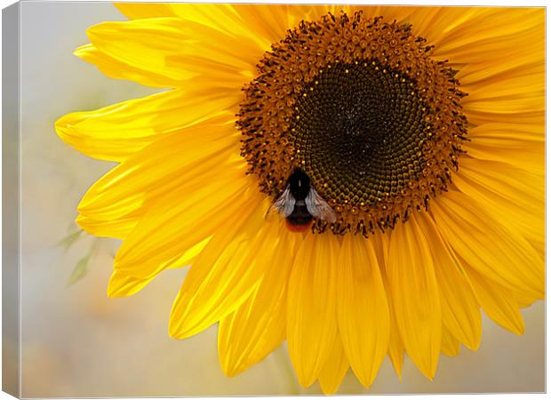 The Bee And The Sunflower Canvas Print by Bel Menpes