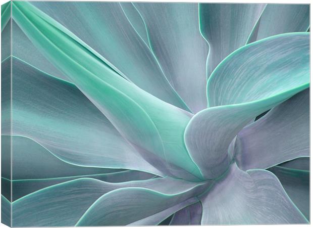 Agave Attenuata Abstract Canvas Print by Bel Menpes