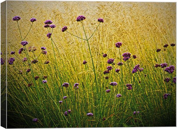 Verbena Flowers Canvas Print by Bel Menpes