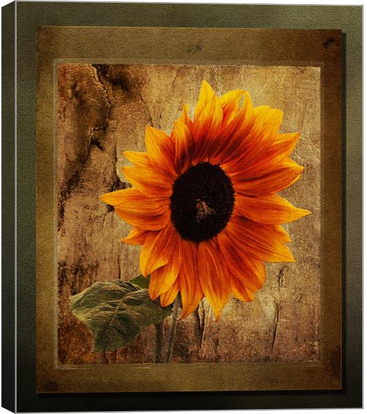 Sunflower Framed Canvas Print by Bel Menpes