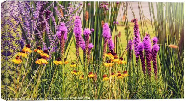 Wild Blooming Fields Canvas Print by Elaine Young