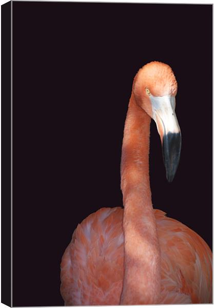 Flamingo Canvas Print by Elaine Young