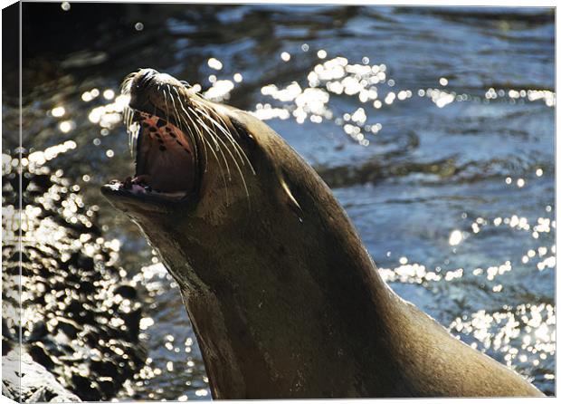 Seal Canvas Print by Elaine Young