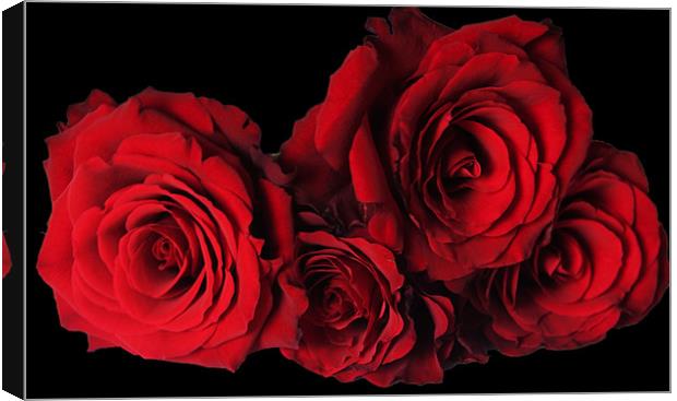 Red Roses with Black Background Canvas Print by Elaine Young