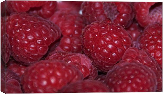 Raspberry cluster Canvas Print by Elaine Young