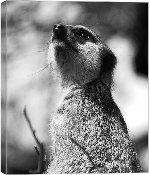 Meerkat Canvas Print by Elaine Young