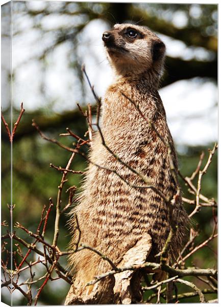 Meerkat on the look out Canvas Print by Elaine Young