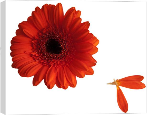 Orange gerbera with loose petals Canvas Print by Elaine Young