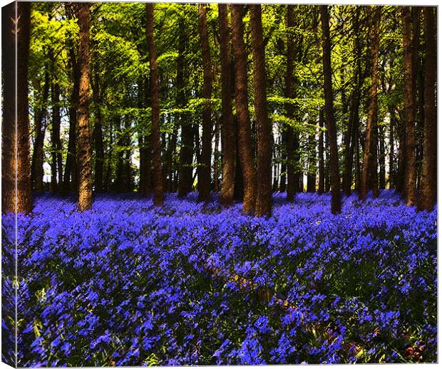 Bluebells in Bloom Canvas Print by Elaine Young