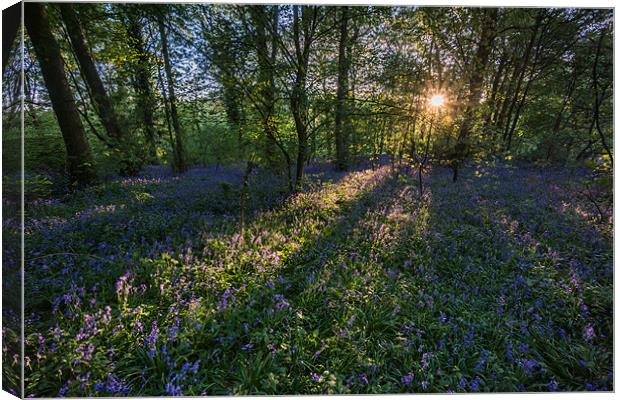 Bluebells Canvas Print by James Grant