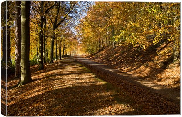  Avenue Of Autumn Canvas Print by James Grant