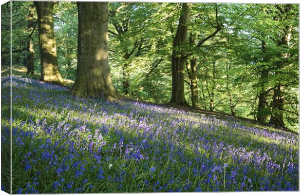 Bow Wood Bluebells Canvas Print by James Grant