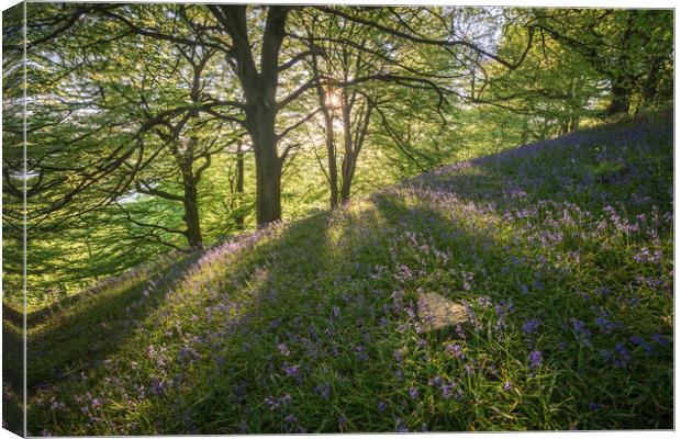 Bow Wood Bluebell Sunset Canvas Print by James Grant
