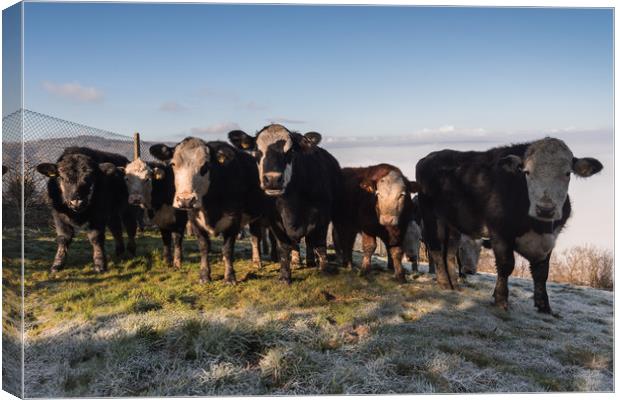 Moooooooo Canvas Print by James Grant