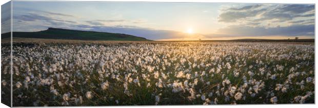 Upper Burbage Cottongrass  Canvas Print by James Grant