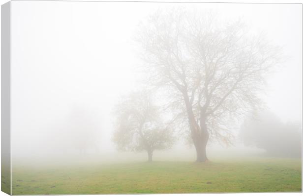 Stanton Moor Trees in the Mist  Canvas Print by James Grant
