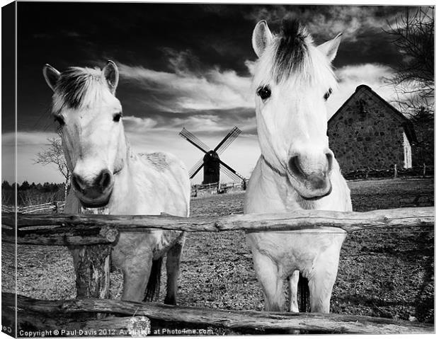 Horses at Hjede Hede Canvas Print by Paul Davis