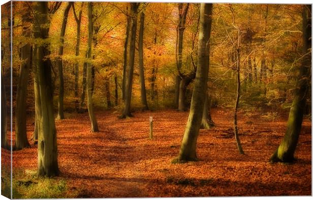 Autumn Woods colour Canvas Print by Paul Davis