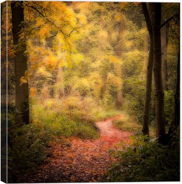 Woodlands path Canvas Print by Paul Davis