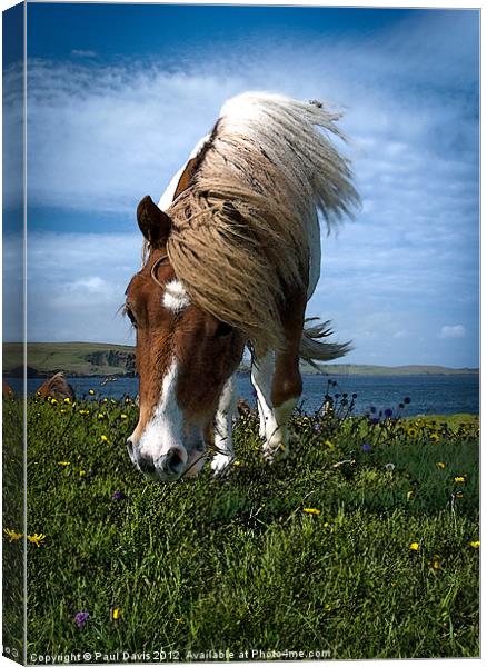 Shetland Pony Canvas Print by Paul Davis