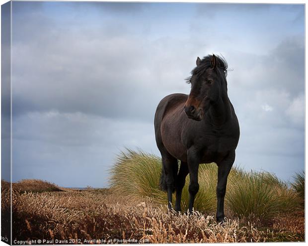 The Horse Canvas Print by Paul Davis